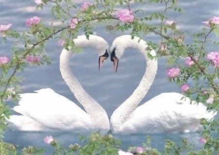 LovelyCuteDaily's tweet image. 