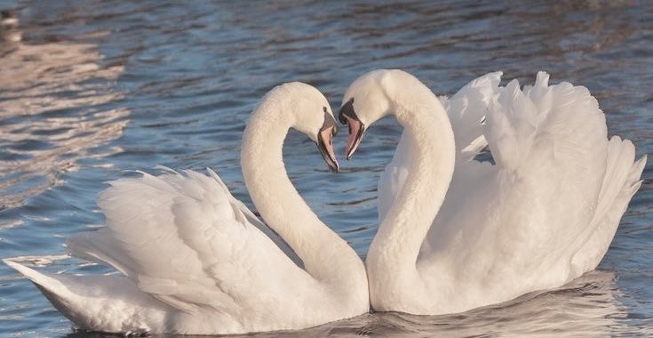 LovelyCuteDaily's tweet image. 