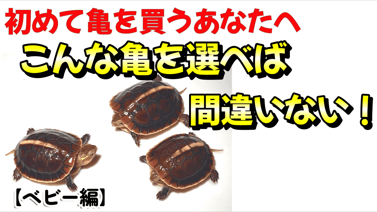 かめさん 様 カメさん (@49_kame) / Posts / X