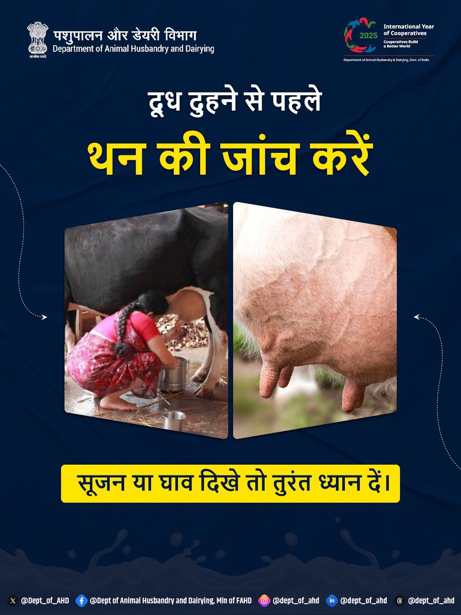Dept_of_AHD's tweet photo. दूध दुहने से पहले हमेशा पशुधन के थन की जाँच करें। यदि सूजन या कोई घाव दिखाई दे, तो तुरंत पशु चिकित्सक को दिखाएँ।
#Tips #CleanMilkingPractices #AnimalHealth #DAHD https://t.co/eQ8GPXxshd