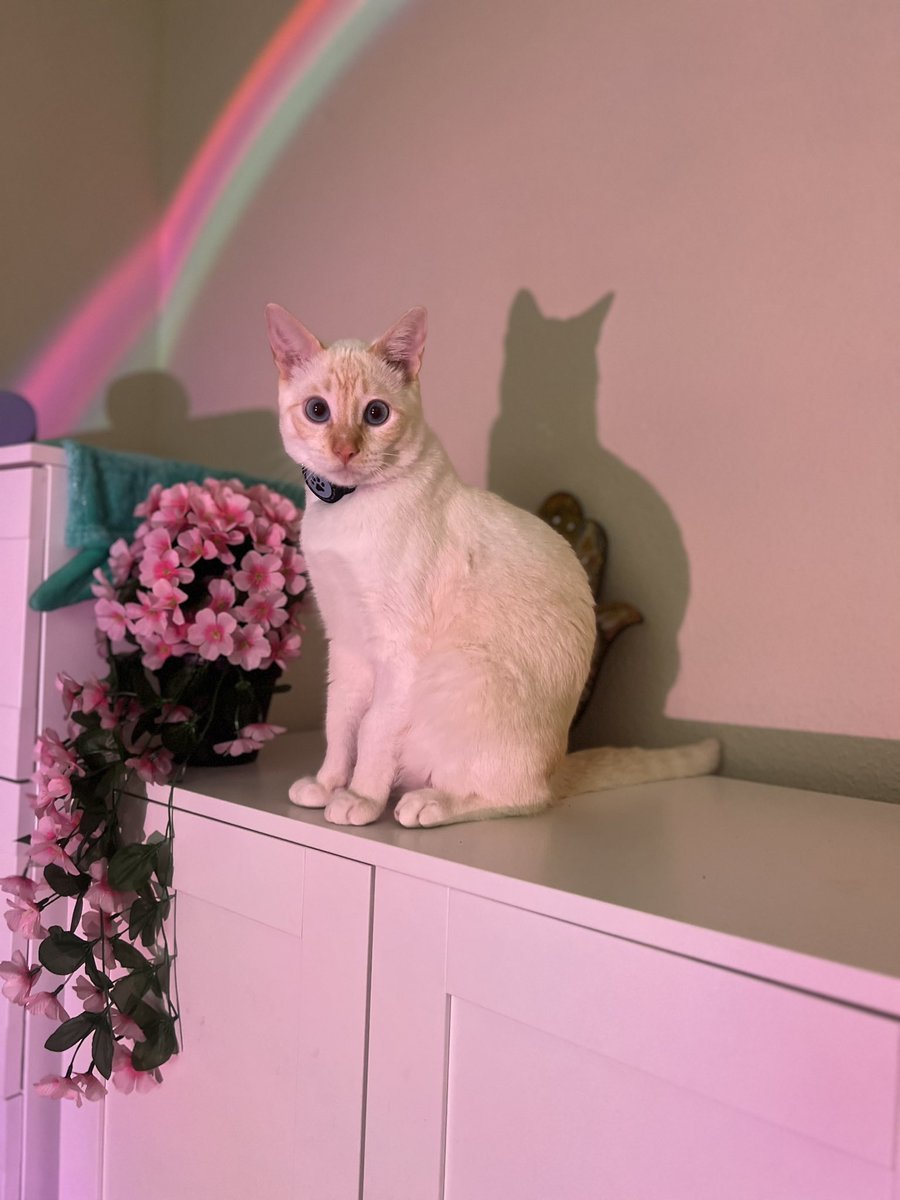 💗✨🌺💞🌸🐈