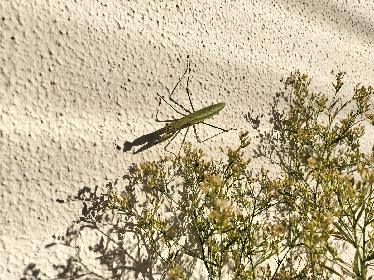 sakai2asami's tweet image. 今日のスモールワールド🍀

旦那さんと久々に散歩出来て天気も良くて　大きなかまきりと出会い　いい一日でした