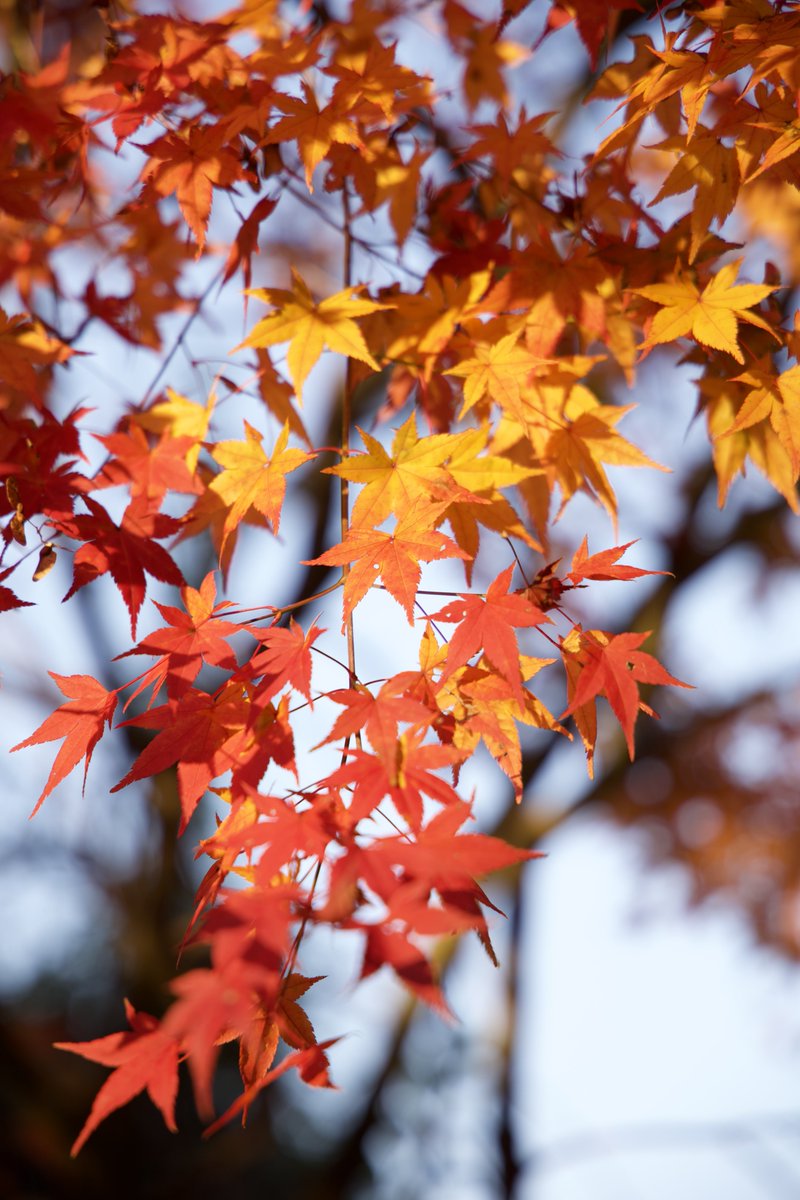 S38Qq9's tweet image. #写真
#EOSR6MarkII