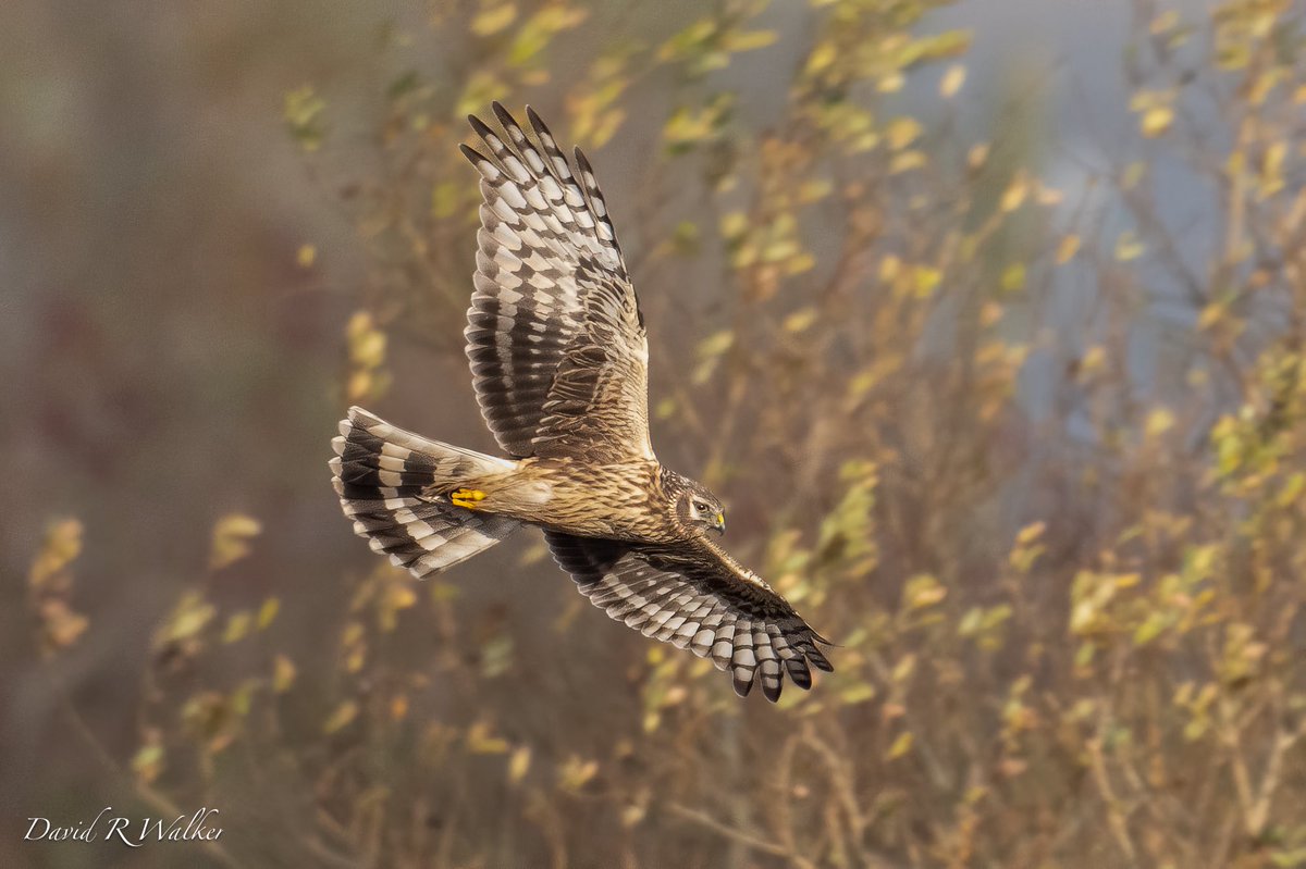 David Walker tweet media