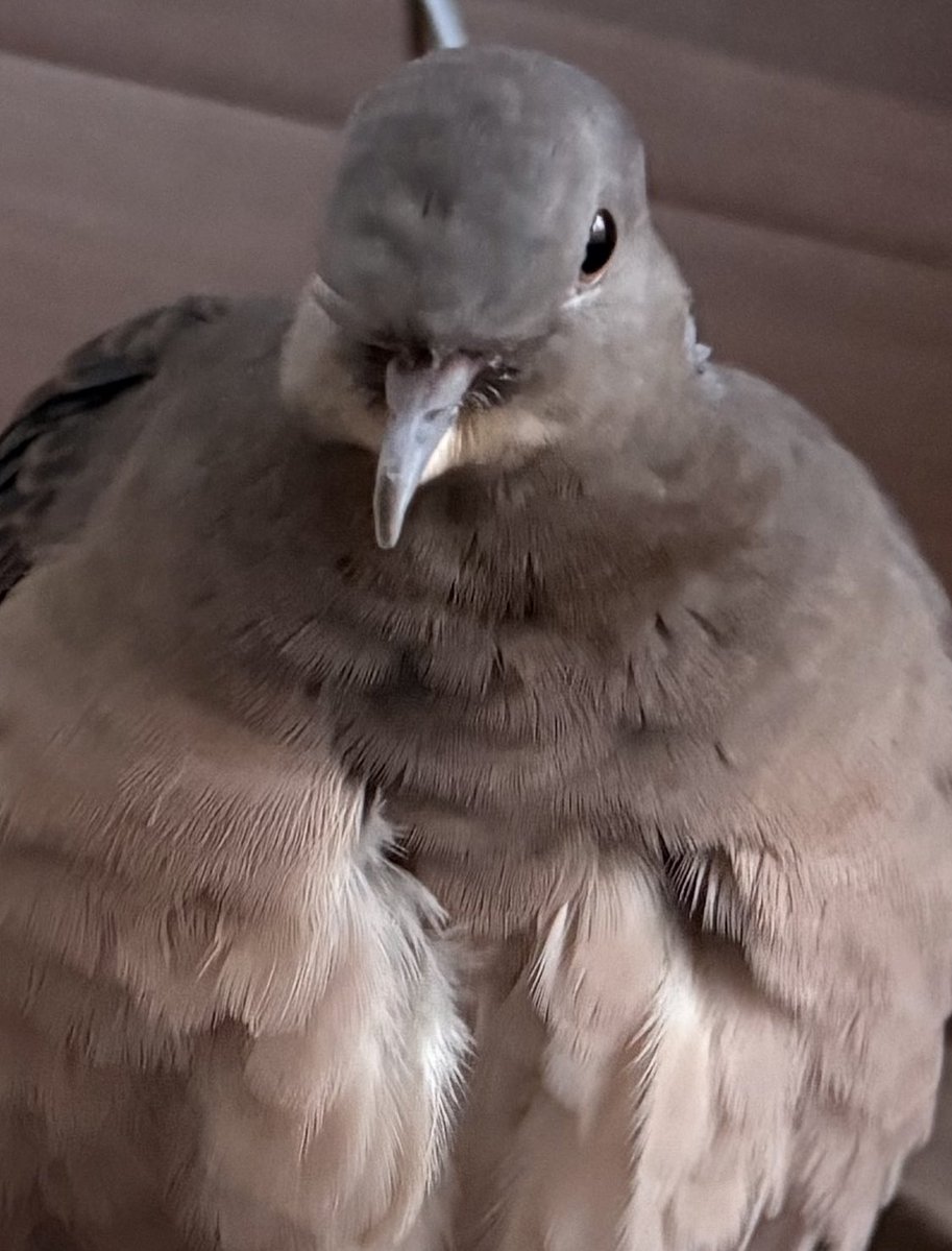 tocox's tweet image. キジバトの嘴が柔らかいと
知っていますか

何のため

私のためかな
そう思っていよう

涙の味の嘴で
優しくキスをくれました