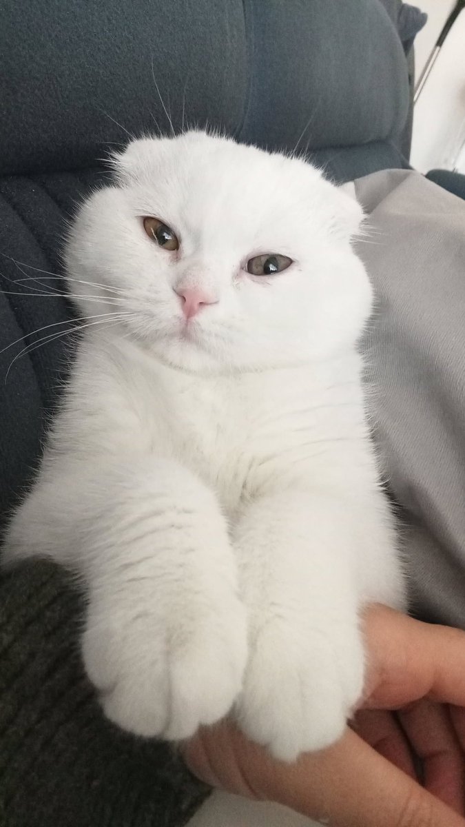 kkinaass's tweet photo. @gecersandin Pamuk 🥰 https://t.co/7PVcEu9lLN