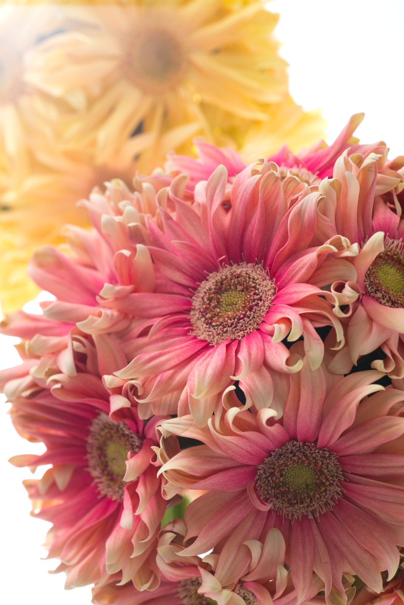 Lovelyflower (@Lovelyflower358) / Posts / X