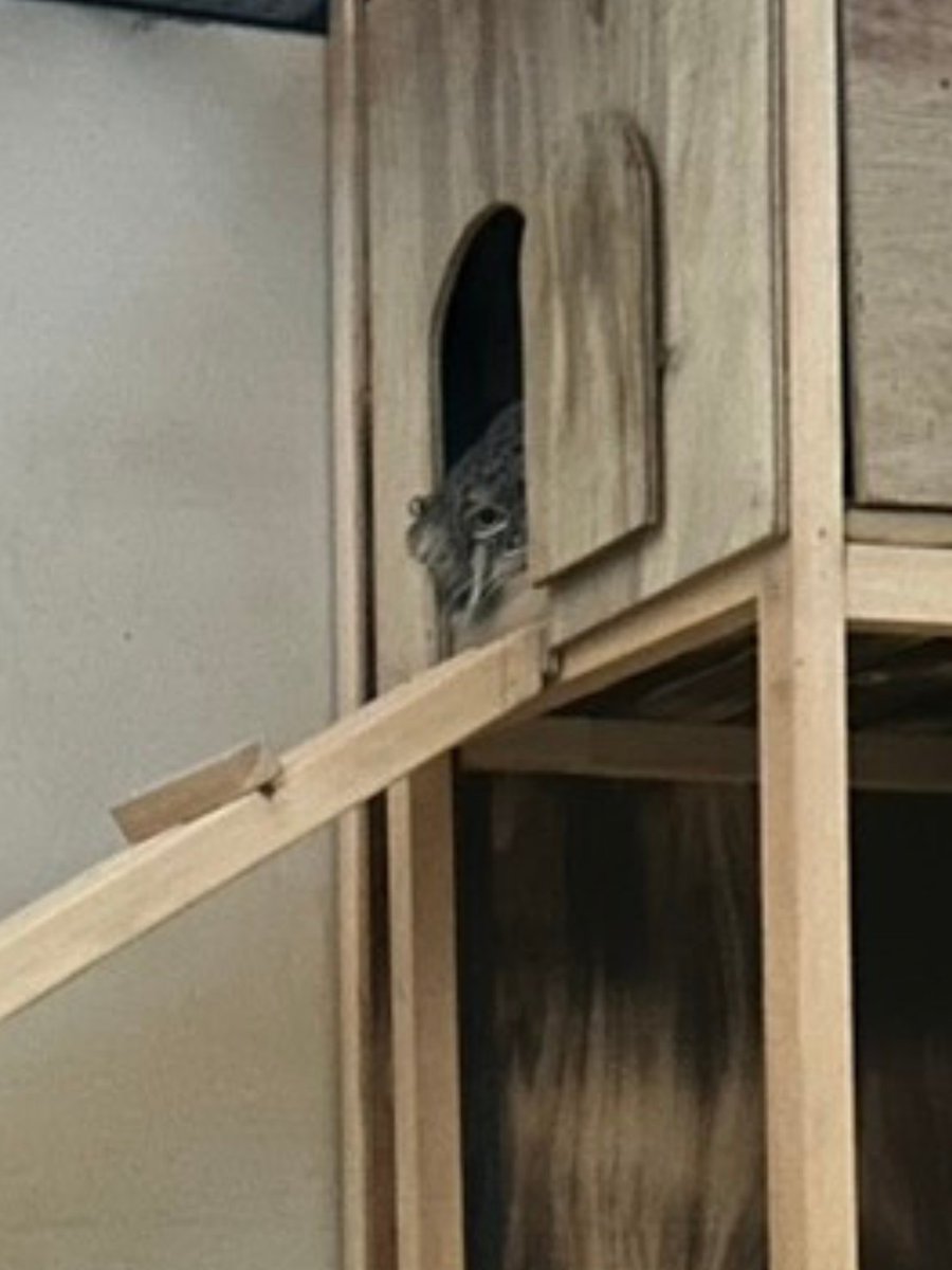 横浜市立野毛山動物園≪公式≫ tweet media