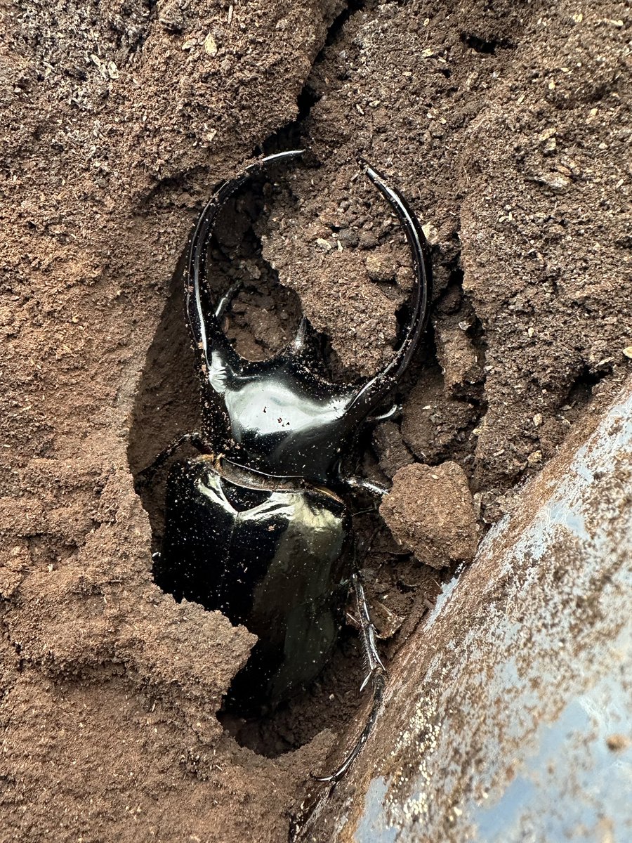 かぶぶくわわ (@mushi_lowkun) / Posts / X