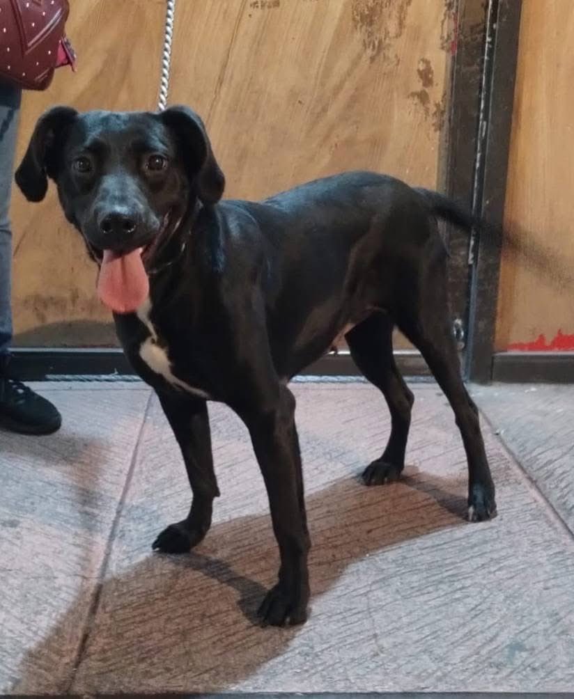 RescateAnimal's tweet photo. 🟢 ¿ME ADOPTAS?
¡Me llamo Blacky! Conoce más 👇🏻 

♀️ Hembra | 1 añito | mediana
💟 Convive con perritos
✅ Vacunada, desparasitada y esterilizada
🇲🇽 Adopción en CDMX y Edomex

¿Me llevas a casita? 
☎️  Mariana
https://t.co/z2KRF2o2PI 🐾 https://t.co/w2uPKEZwDK