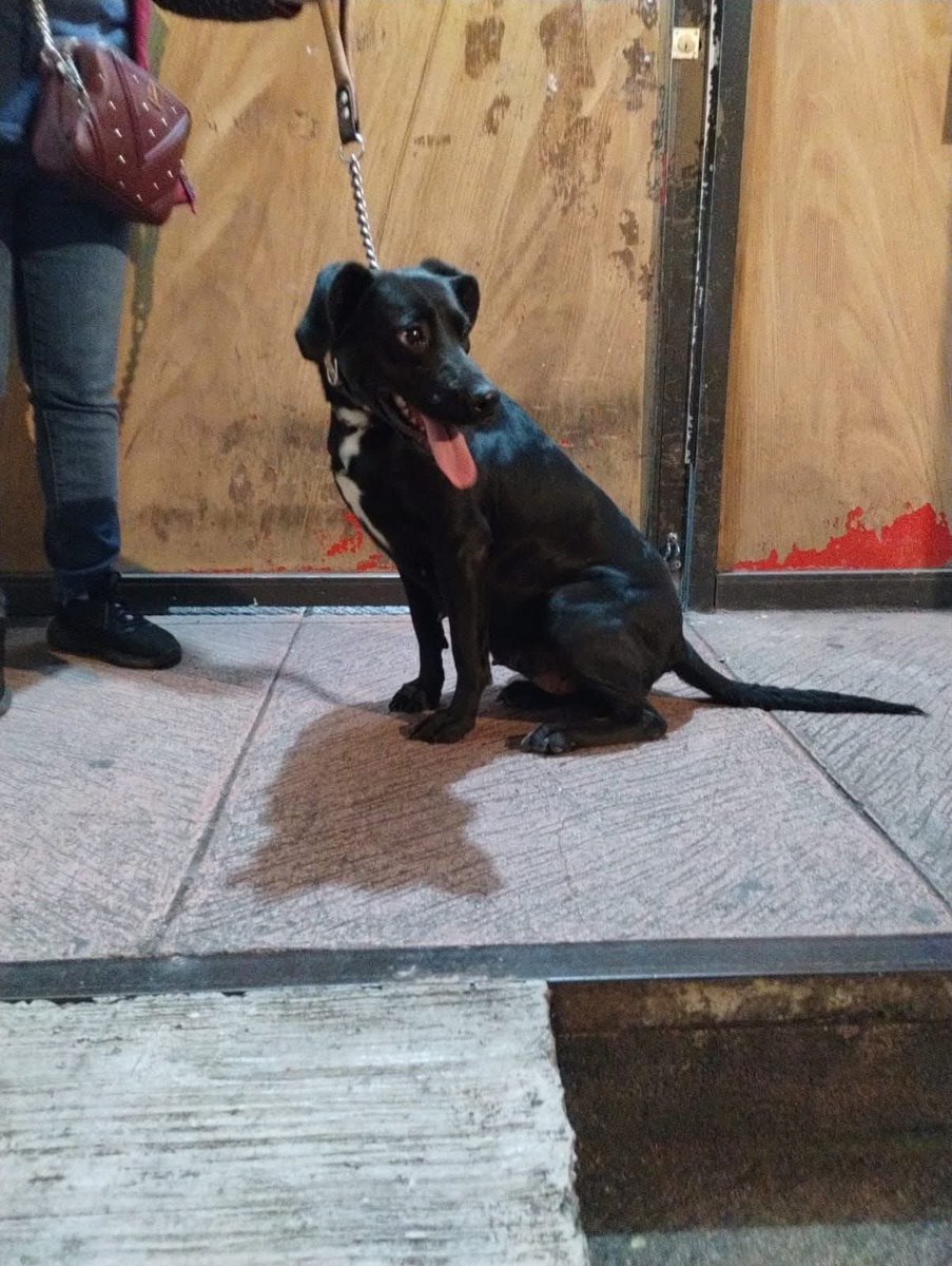 RescateAnimal's tweet photo. 🟢 ¿ME ADOPTAS?
¡Me llamo Blacky! Conoce más 👇🏻 

♀️ Hembra | 1 añito | mediana
💟 Convive con perritos
✅ Vacunada, desparasitada y esterilizada
🇲🇽 Adopción en CDMX y Edomex

¿Me llevas a casita? 
☎️  Mariana
https://t.co/z2KRF2o2PI 🐾 https://t.co/w2uPKEZwDK