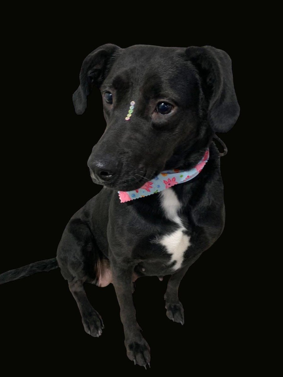RescateAnimal's tweet photo. 🟢 ¿ME ADOPTAS?
¡Me llamo Blacky! Conoce más 👇🏻 

♀️ Hembra | 1 añito | mediana
💟 Convive con perritos
✅ Vacunada, desparasitada y esterilizada
🇲🇽 Adopción en CDMX y Edomex

¿Me llevas a casita? 
☎️  Mariana
https://t.co/z2KRF2o2PI 🐾 https://t.co/w2uPKEZwDK