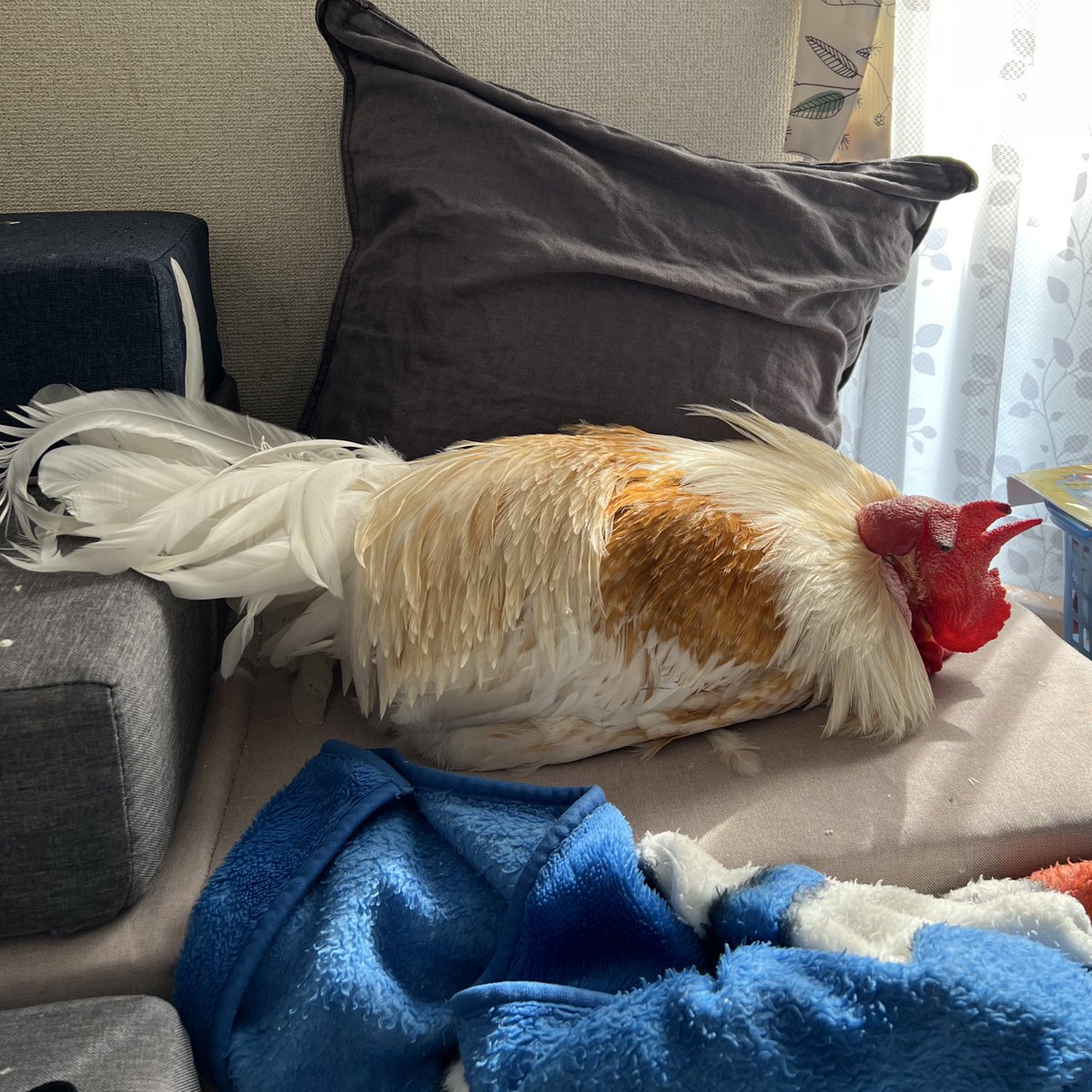 もっこり (@Mokkori_17) / Posts / X