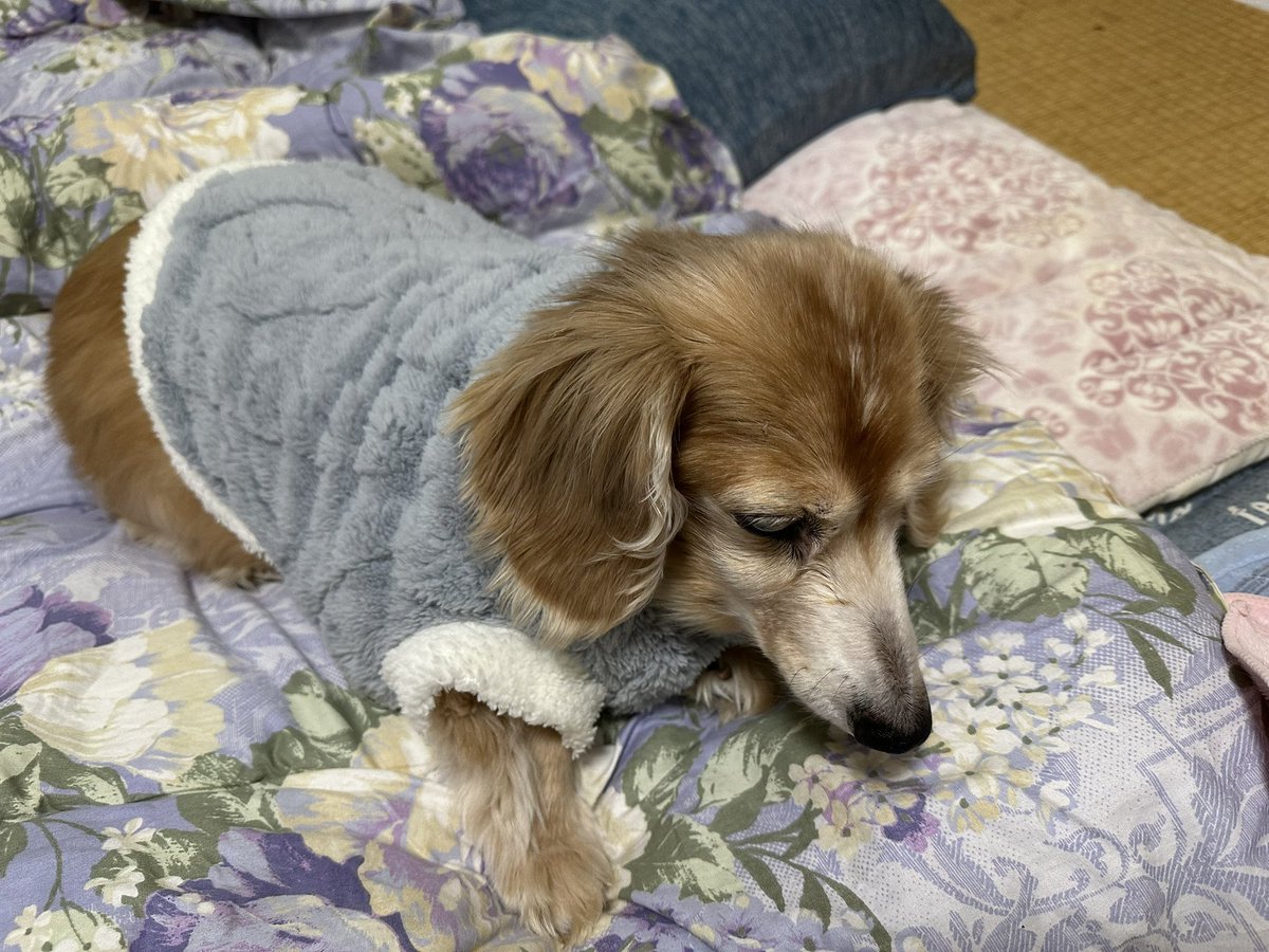 XPR50_Sakura's tweet image. 可愛いソラちゃん❤️
19歳になりました٩(ˊωˋ*)و
まだまだ長生きしてね(*´ω｀*)
#秘密結社老犬倶楽部
#ハイシニア
#- ̗̀ 𝙷𝙰𝙿𝙿𝚈 𝙱𝙸𝚁𝚃𝙷𝙳𝙰𝚈  ̖́-