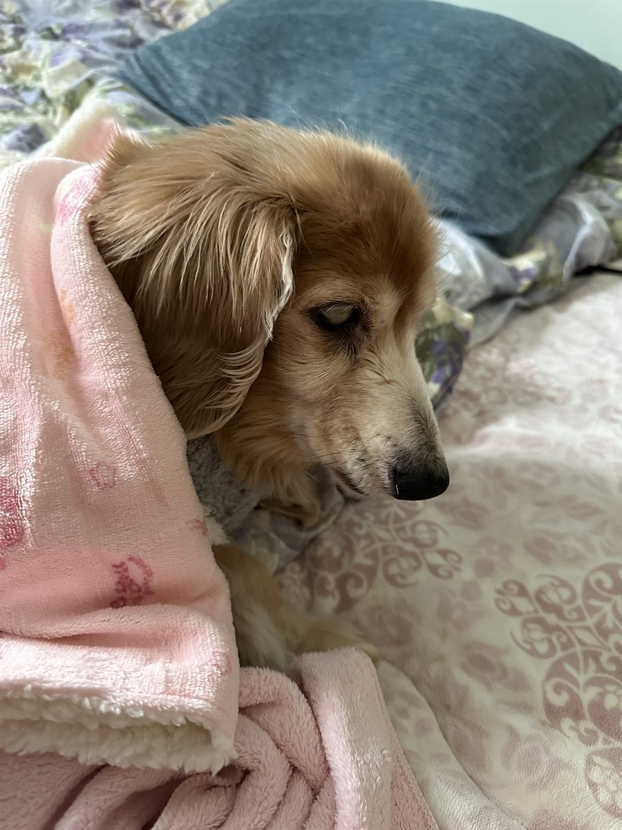 XPR50_Sakura's tweet image. 可愛いソラちゃん❤️
19歳になりました٩(ˊωˋ*)و
まだまだ長生きしてね(*´ω｀*)
#秘密結社老犬倶楽部
#ハイシニア
#- ̗̀ 𝙷𝙰𝙿𝙿𝚈 𝙱𝙸𝚁𝚃𝙷𝙳𝙰𝚈  ̖́-