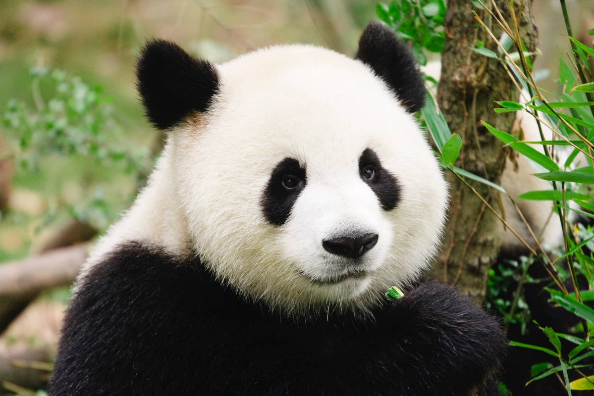 jiro_0026's tweet image. 日中関係悪化で「日本からもうすぐパンダがいなくなる」 

中国🇨🇳に頭を下げてまでパンダはいらない‼️

って思う人‼️

🙋