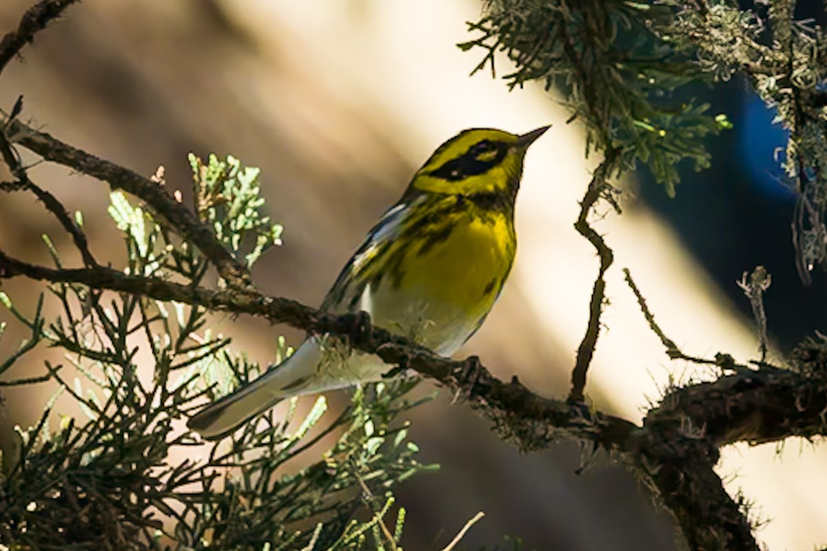 I hear there’s a vagrant Townsend Warbler in upper Manhattan, a rare visitor. I caught this one in San Francisco-it’s natural  territory-last month. It was very high up and I didn’t think I had a shot, so was happy to see one that was almost in focus. 😎 #BirdsSeenIn2025 #canon