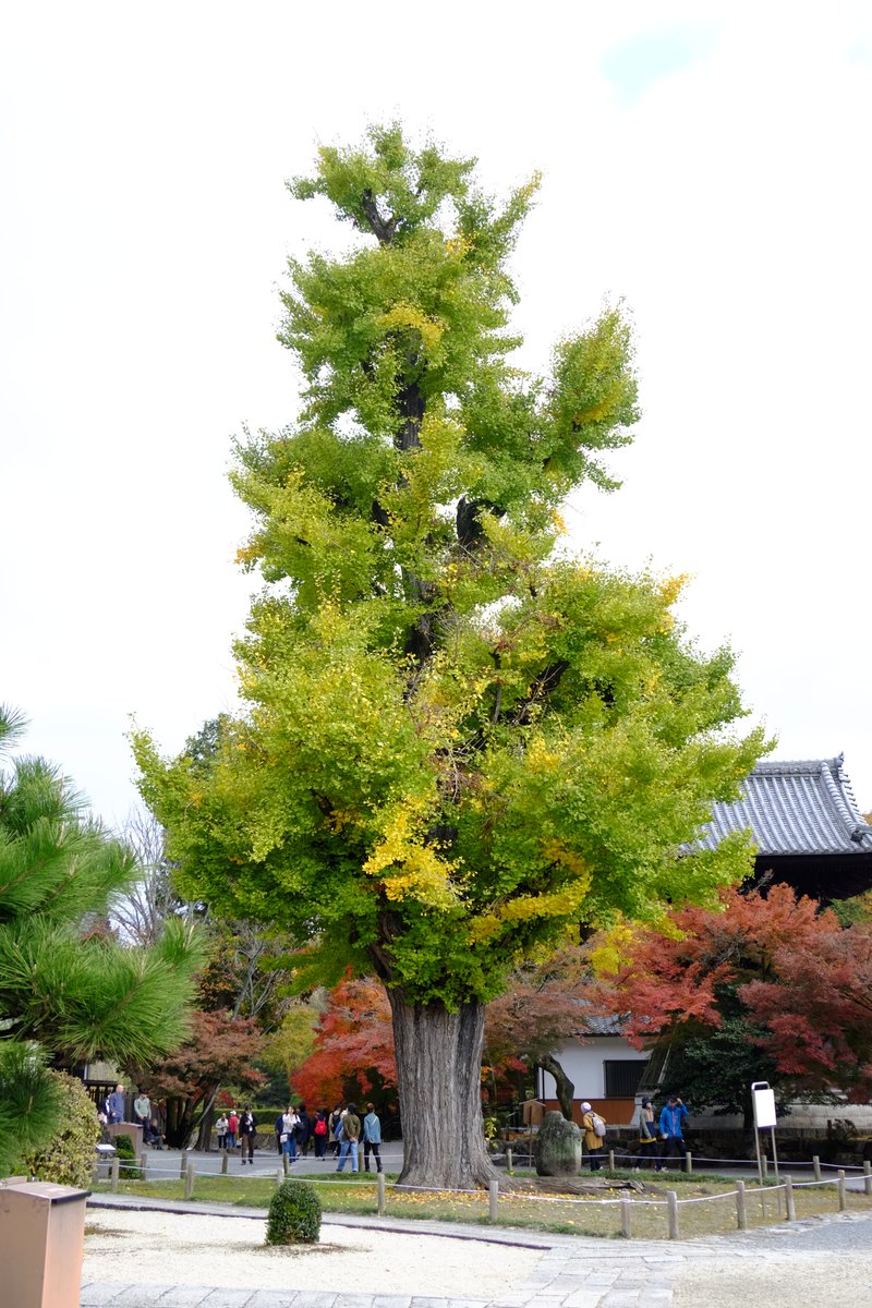 ももたろう (@momotaro_idol) / Posts / X