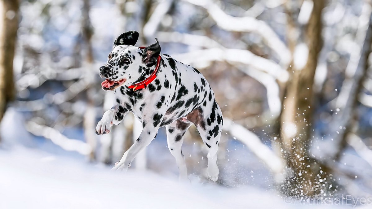 pandacross4wd's tweet photo. とっても雪が似合うダルさん
#ダルメシアン #dalmation #snowdog #難病カメラマン #tokyocameraclub https://t.co/b7i38AX6XA