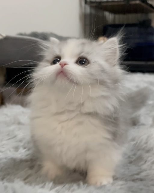 cyclamendamia's tweet image. คนไหนตองมู 😾😾