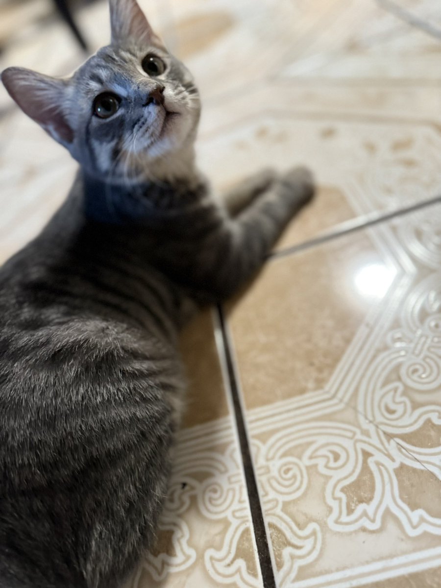 pprincessdee's tweet image. 4 month old BOY  kitten needs to be rehomed let me know!🥹🙏🏽🙏🏽