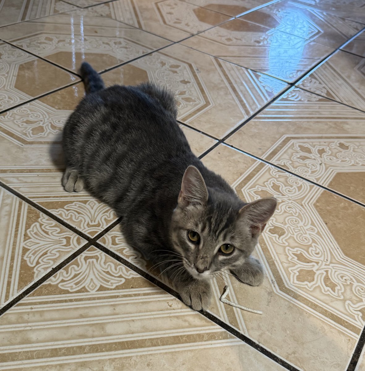 pprincessdee's tweet image. 4 month old BOY  kitten needs to be rehomed let me know!🥹🙏🏽🙏🏽