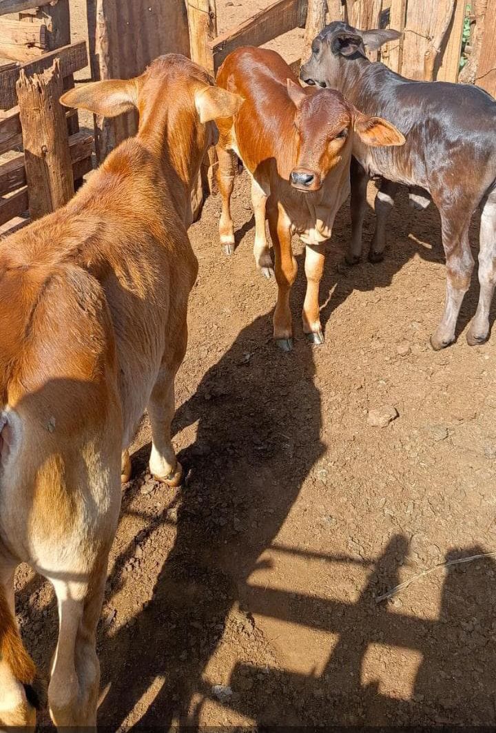 Amerix always tells men to invest in farming but you take it as a joke give me 3 years and I'll be rich