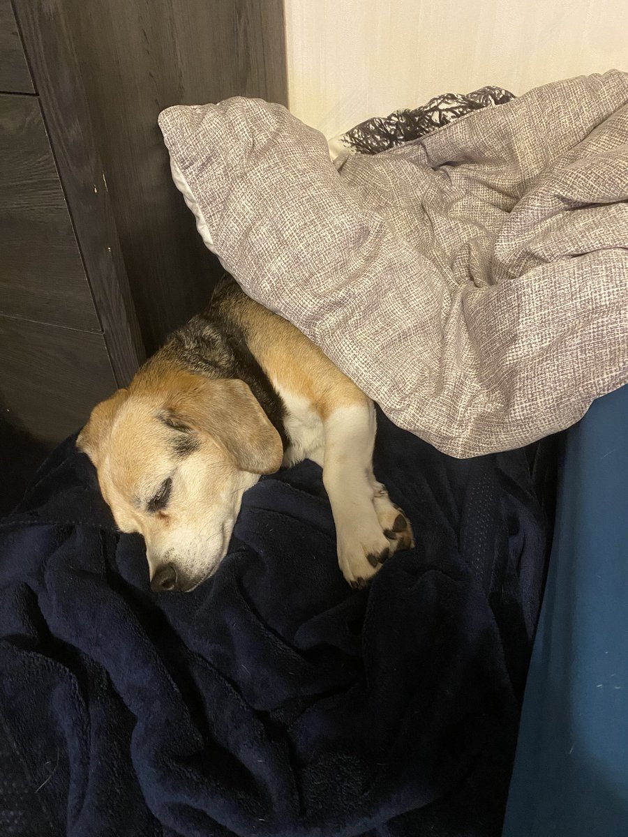 He’s here and putting in the work already! 🤣😊😴🐶