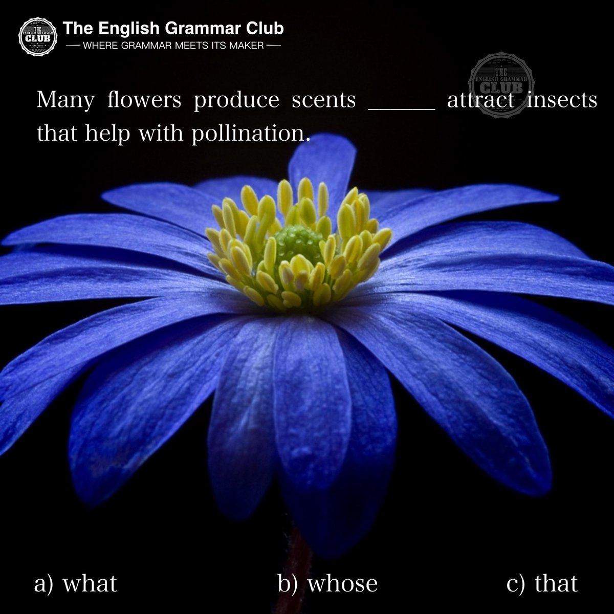 grammar_club's tweet image. 🌼 Nature English Quiz

Many flowers produce scents ___ attract insects that help with pollination.

a) what
b) whose
c) that

Which one completes the sentence correctly? 👇

#EnglishQuiz #LearnEnglish #GrammarChallenge #ESL #TheEnglishGrammarClub