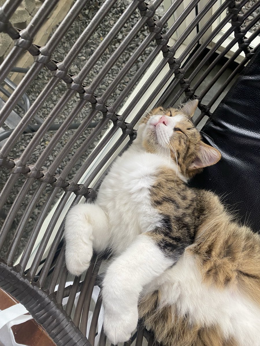 aksaaa71's tweet image. penglaris sekarang bentukannya beda