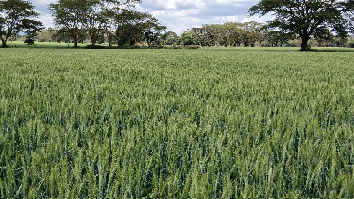Kenya_Agron's tweet image. If I were in the chemical sales trade, I would be worried right now. 
Every year I am asked why we are using fewer inputs. 
More diverse rotations, better &amp;amp; more disease resistant varieties, better knowledge of when to plant, better equipment establishing more competitive crops,…