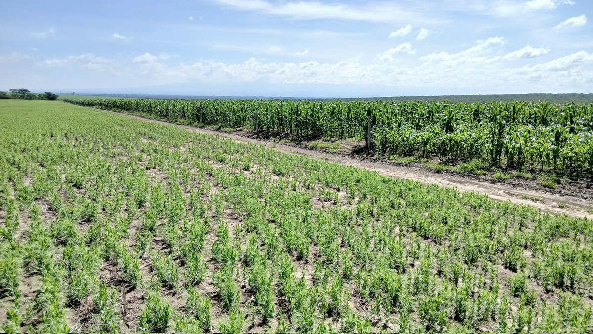 Kenya_Agron's tweet image. If I were in the chemical sales trade, I would be worried right now. 
Every year I am asked why we are using fewer inputs. 
More diverse rotations, better &amp;amp; more disease resistant varieties, better knowledge of when to plant, better equipment establishing more competitive crops,…