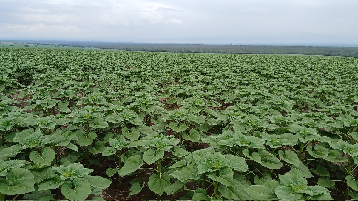 Kenya_Agron's tweet image. If I were in the chemical sales trade, I would be worried right now. 
Every year I am asked why we are using fewer inputs. 
More diverse rotations, better &amp;amp; more disease resistant varieties, better knowledge of when to plant, better equipment establishing more competitive crops,…