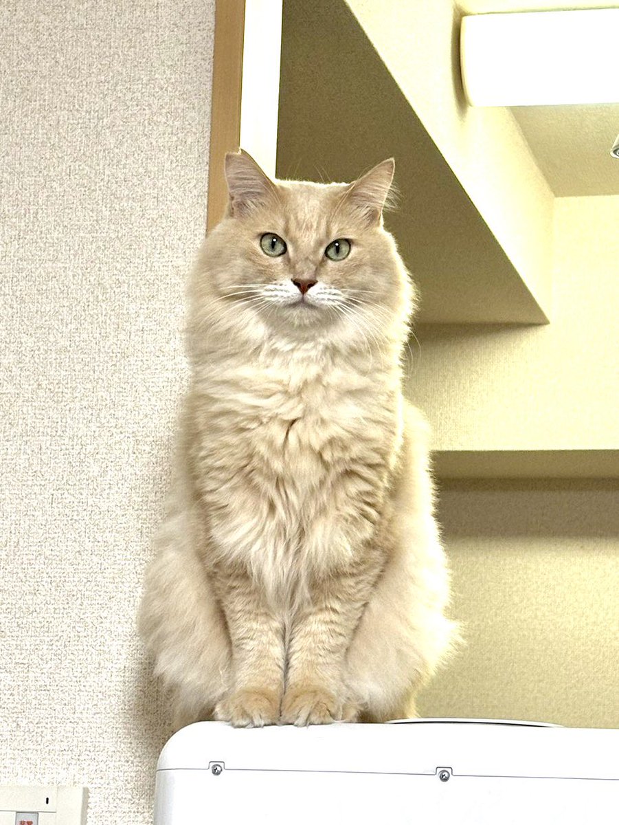 うちのにゃんさんみて現実逃避😼