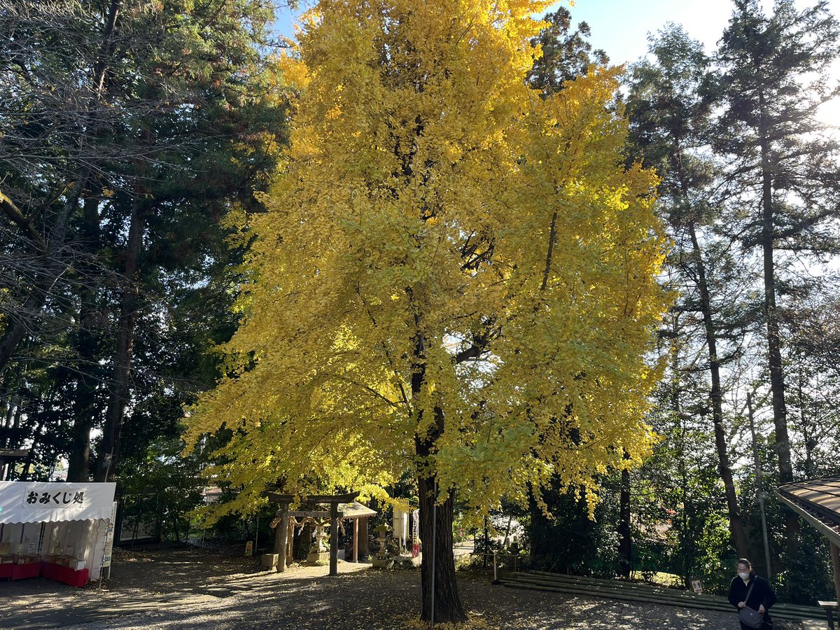 .
銀杏が紅葉し見頃を迎えております。

#紅葉