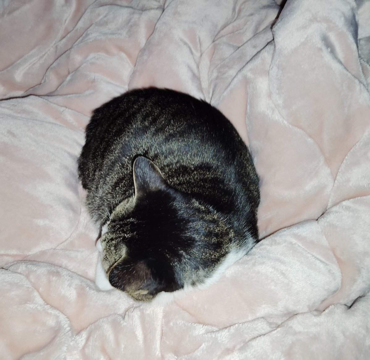 fuyu1212_'s tweet image. 意地悪してたらお腹の上で石になった笑笑笑笑