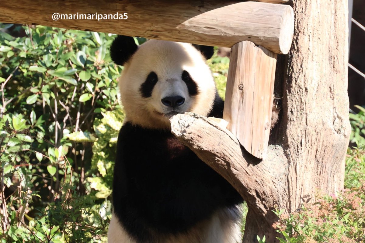 まりまり☆パンダ (@marimaripanda5) / Posts / X