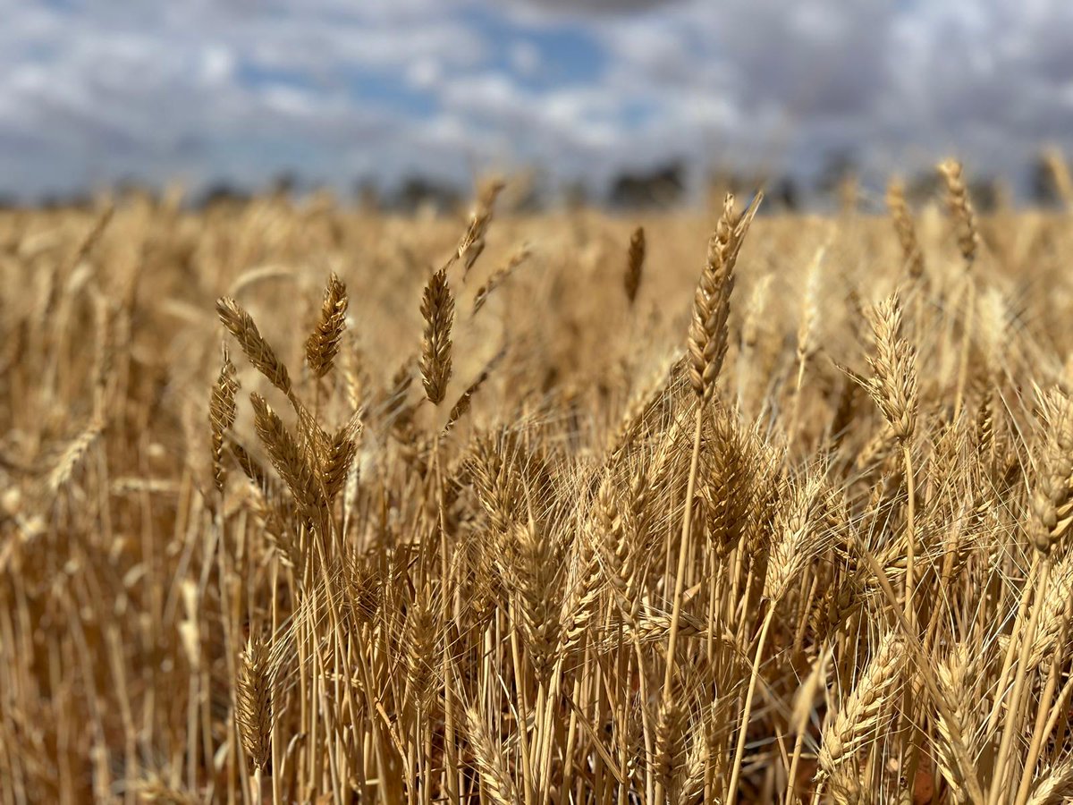 SoilsWest's tweet photo. Happy #NationalAgDay! We strive to deliver highly valued, industry relevant research to #agriculture by providing a hub for #soilscientists and industry in WA. But for today: a couple of cracking photos from our own @BridgetWatkins0 📷 #soilscience #soilresearch #graingrowers https://t.co/SfSvCvDluE