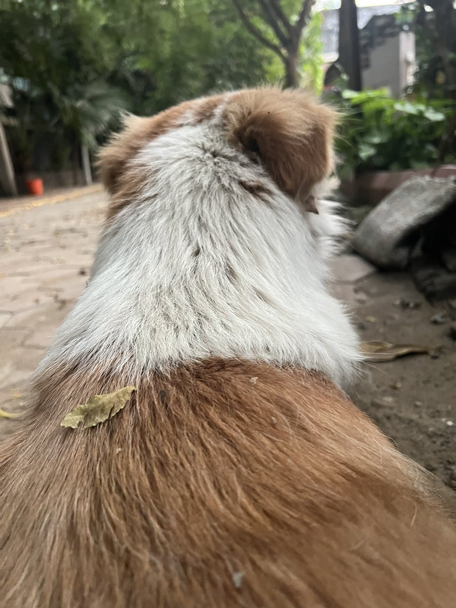 dogitization's tweet image. हम तो ख़्वाब देख रहे थे की एक दिन देश की हर जेल में दो भारतीय श्वानों होंगे ताकि कैद में बैठे क़ातिलो को दया का पाठ ये जीव सिखा सके पर दुख तो इस बात का है की दया के शिक्षक को ही देश के system ने कैदी बना दिया!
निर्दोष को सलाँखो के पीछे बैठाना तो सबसे बड़ा अपराध है
#Dogitization