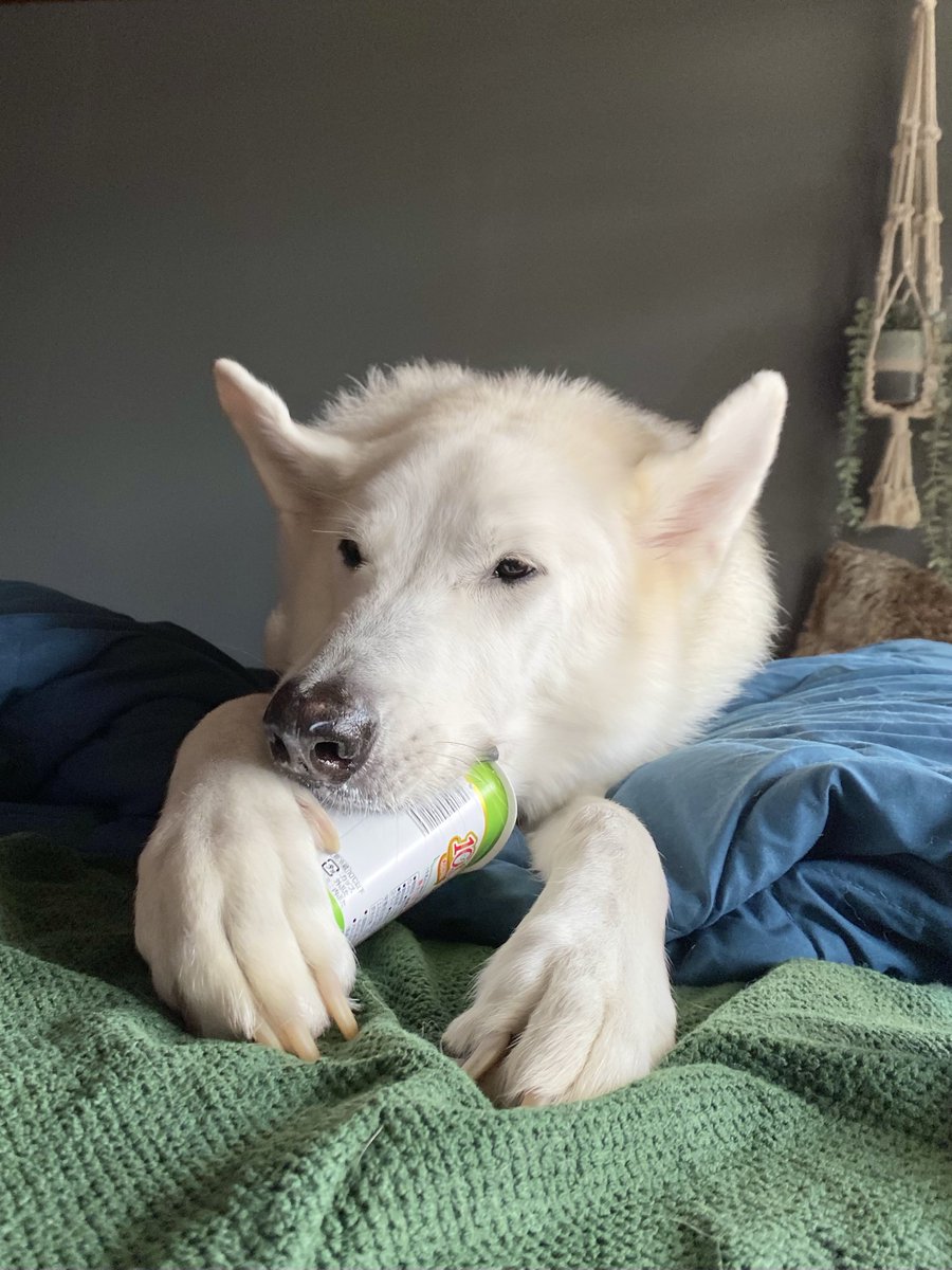 近所のスーパーであまり見かけない小岩井の無脂肪ヨーグルトあげたら容器ごと食べる勢いでずっとうっとり舐めてたので美味しかったんだろな
