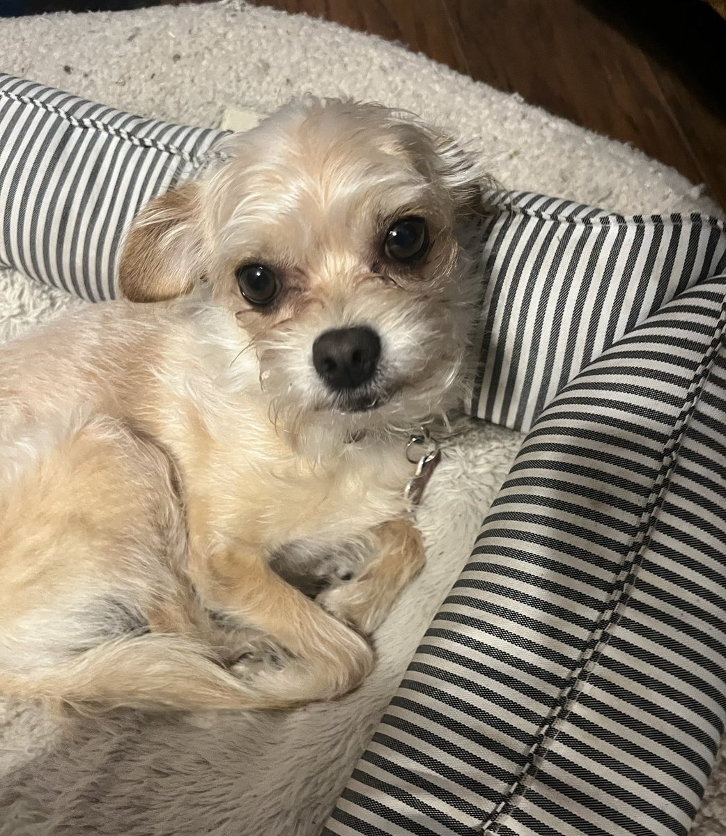 sundevilemily's tweet image. Clemson pic of the day #lilclemson #chipoo #phxkrugerdogs #dogphotography #chihuahuamix #asupets @DogsPhx16964