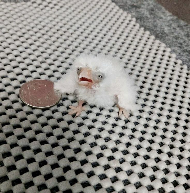 RetroCitiz3n's tweet photo. Okay so guys please hear my out when I say that at least one of the jayviklings looked at least a little like this stupid fuckass bird- please hear me out- please he- #jayvik https://t.co/u3goO1hASG