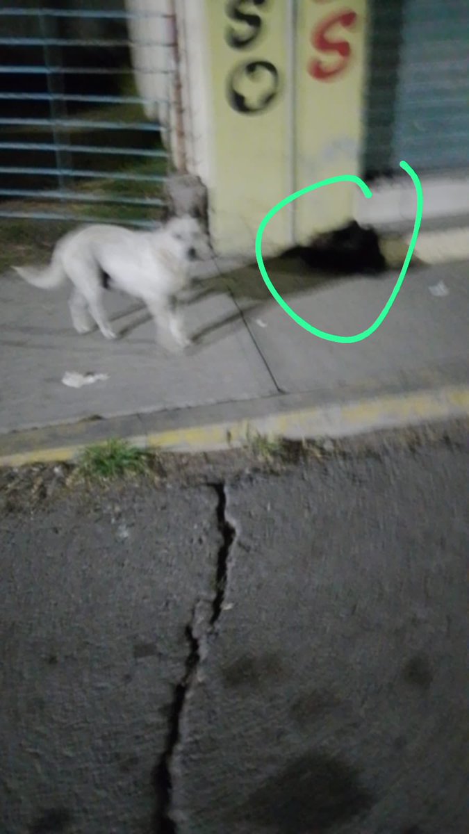 Mamita y sus cachorros abandonados a pie de avenida, noten como sus bebes estan hechos bolita de tanto frio que hace, nos informan que ya atropellaron a algunos de ellos 😢 🅔🅓🅞🅜🅔🅧

‼️𝐔𝐑𝐆𝐄𝐍𝐓𝐄‼️

*Nos acaba de llegar este reporte

*Urge rescatarlos estan en gran
