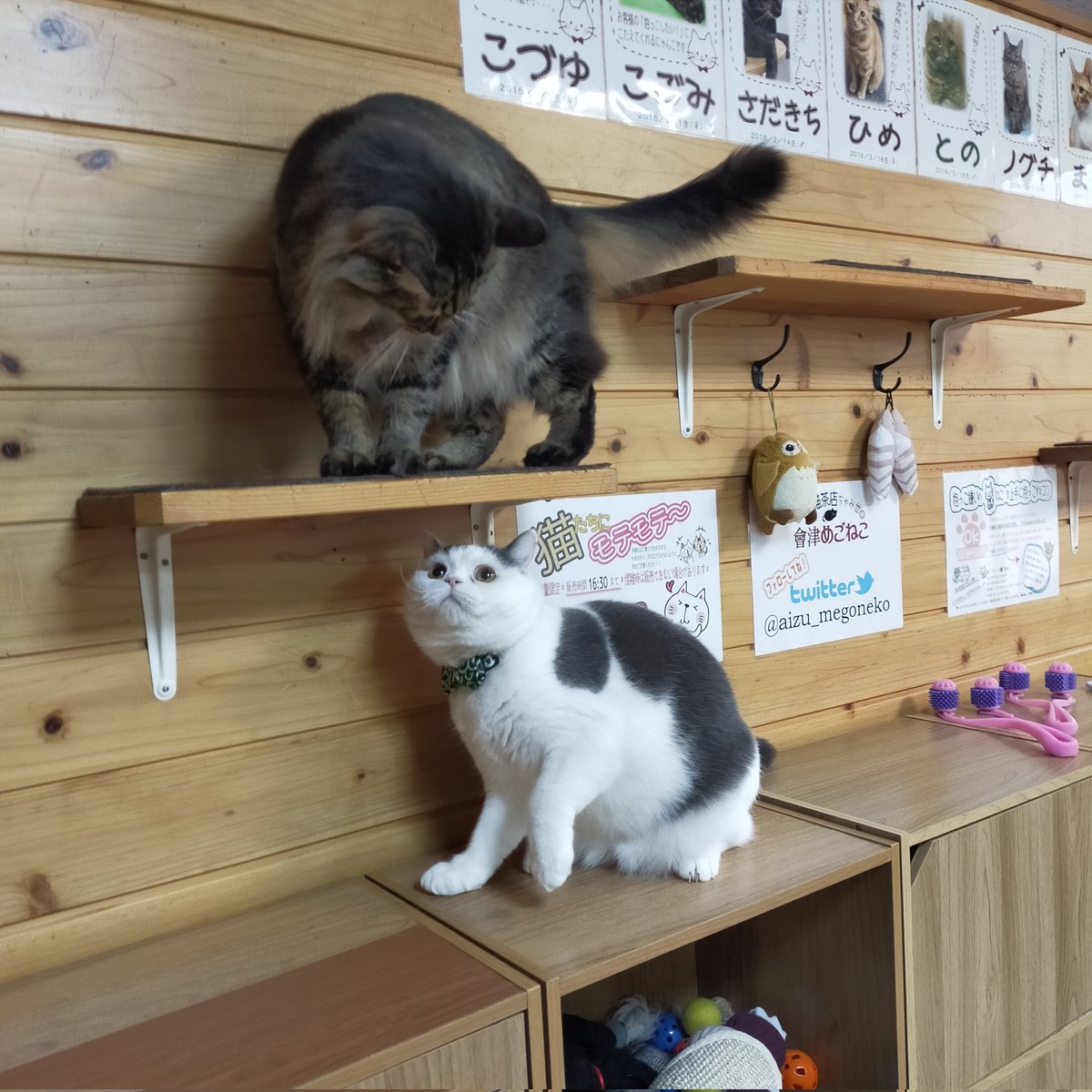 aizu_megoneko's tweet image. 時雨模様の金曜日
#會津めごねこ 営業中です

冬空で寒いですね
今にも☃降ってきそう

週末のお疲れは猫が癒します
お気軽にお立寄りください

明日はお休みさせていただきます
#11匹のめごい猫に逢いに来てね
#触れ合える猫カフェ
#猫休日
#22日は休業
#11月も不定休
#固定ポスト見てね
#会津 ＃cat