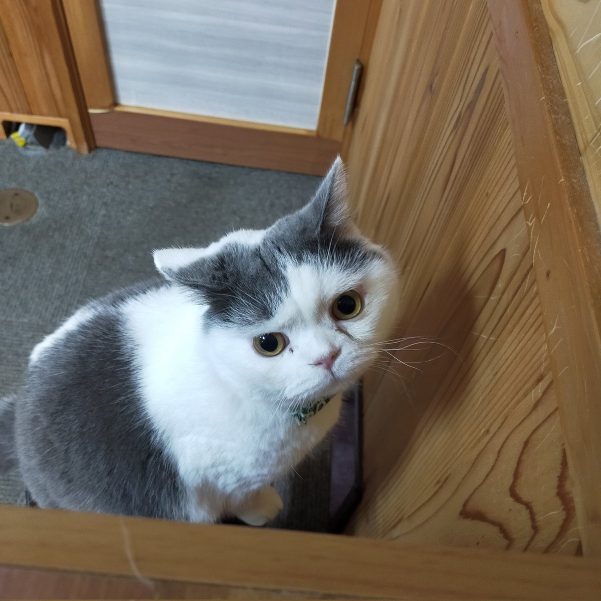 aizu_megoneko's tweet image. 時雨模様の金曜日
#會津めごねこ 営業中です

冬空で寒いですね
今にも☃降ってきそう

週末のお疲れは猫が癒します
お気軽にお立寄りください

明日はお休みさせていただきます
#11匹のめごい猫に逢いに来てね
#触れ合える猫カフェ
#猫休日
#22日は休業
#11月も不定休
#固定ポスト見てね
#会津 ＃cat