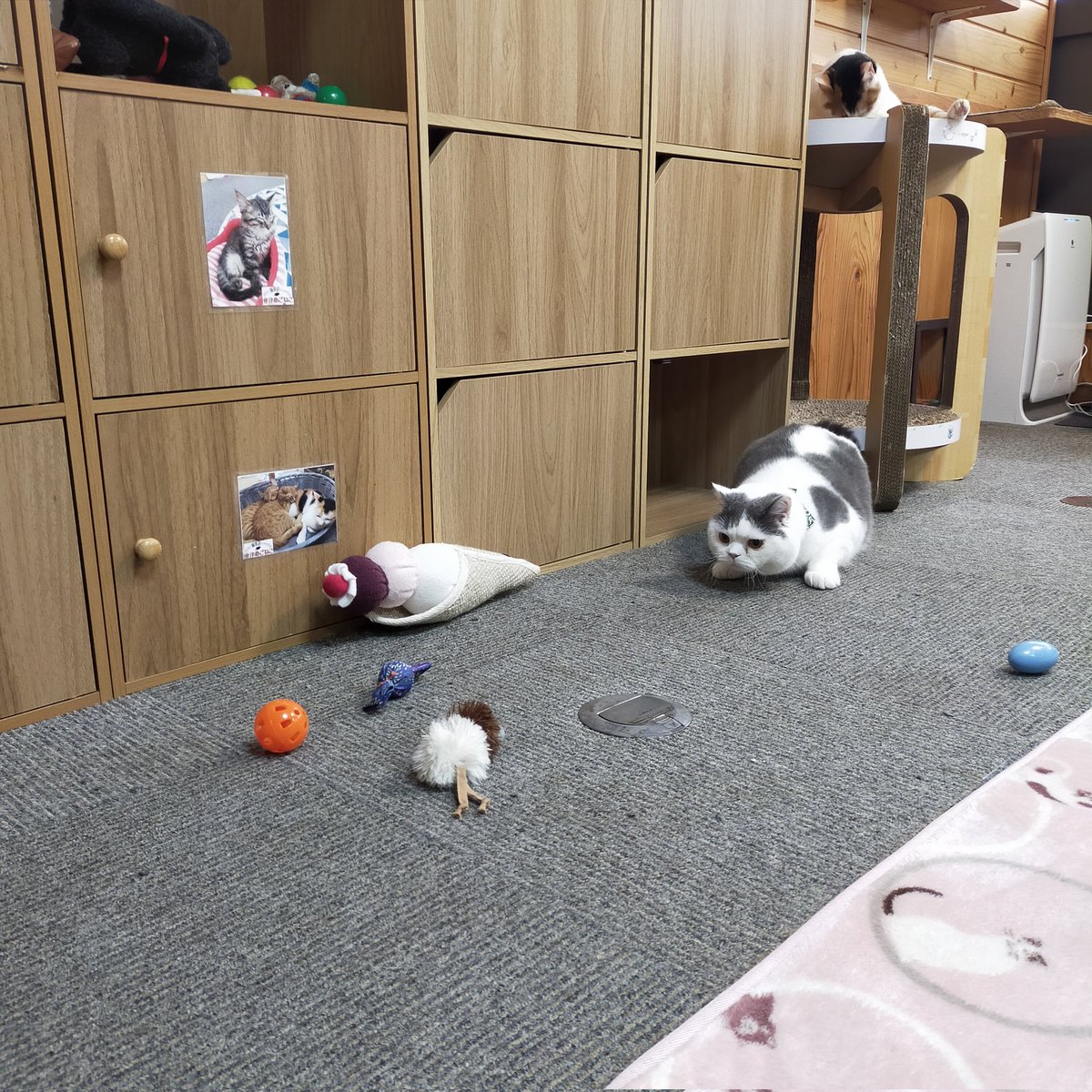 aizu_megoneko's tweet image. 時雨模様の金曜日
#會津めごねこ 営業中です

冬空で寒いですね
今にも☃降ってきそう

週末のお疲れは猫が癒します
お気軽にお立寄りください

明日はお休みさせていただきます
#11匹のめごい猫に逢いに来てね
#触れ合える猫カフェ
#猫休日
#22日は休業
#11月も不定休
#固定ポスト見てね
#会津 ＃cat