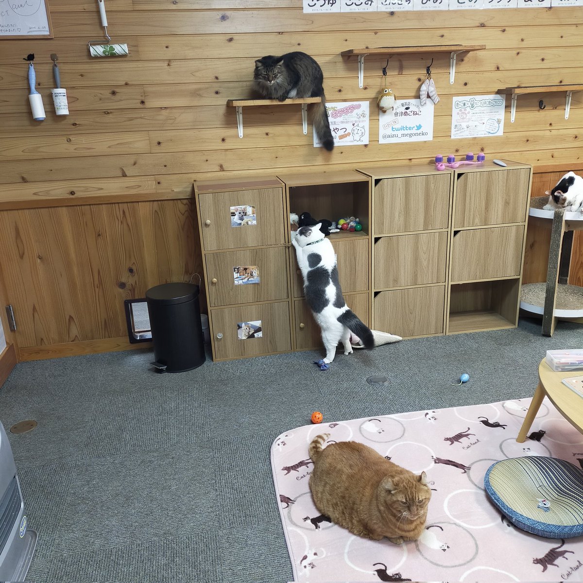 aizu_megoneko's tweet image. 時雨模様の金曜日
#會津めごねこ 営業中です

冬空で寒いですね
今にも☃降ってきそう

週末のお疲れは猫が癒します
お気軽にお立寄りください

明日はお休みさせていただきます
#11匹のめごい猫に逢いに来てね
#触れ合える猫カフェ
#猫休日
#22日は休業
#11月も不定休
#固定ポスト見てね
#会津 ＃cat