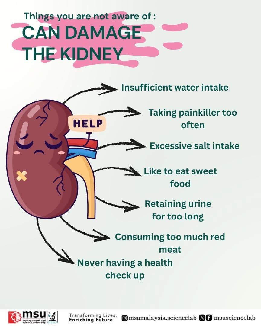 MSUsciencelab's tweet image. Healthy kidneys, healthy life! 🫘💚

Let’s break the bad habits and choose better daily routines for long-term wellbeing.

Protect your kidneys before it&apos;s too late. 🫶

#MSUScienceLab 
#KidneyAwareness
#HealthEducation
#beMSUrian 
#MSUmalaysia