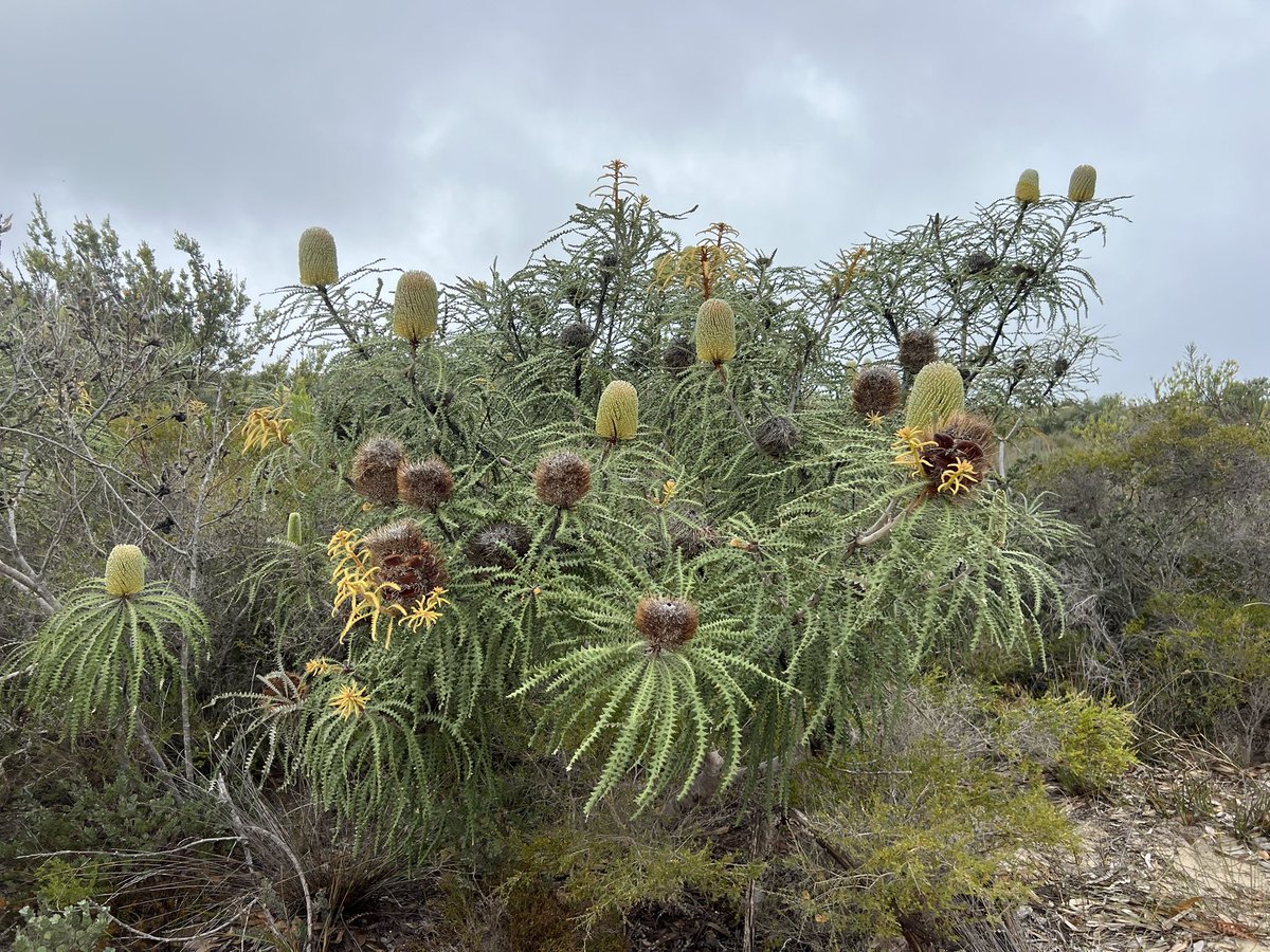 Arrived at Hopetoun..WA not vic… drizzling rain so might kick on to Esperance after a look around.  Check out this amazing Banksia😍
