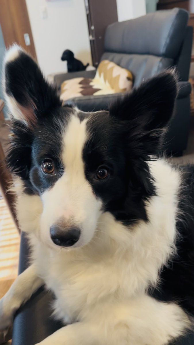 chiroru_border's tweet image. いつもそばにいてくる甘えん坊フラウ🥰